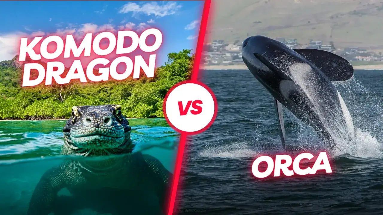 KOMODO vs Orca THE ANIMAL KINGDOM