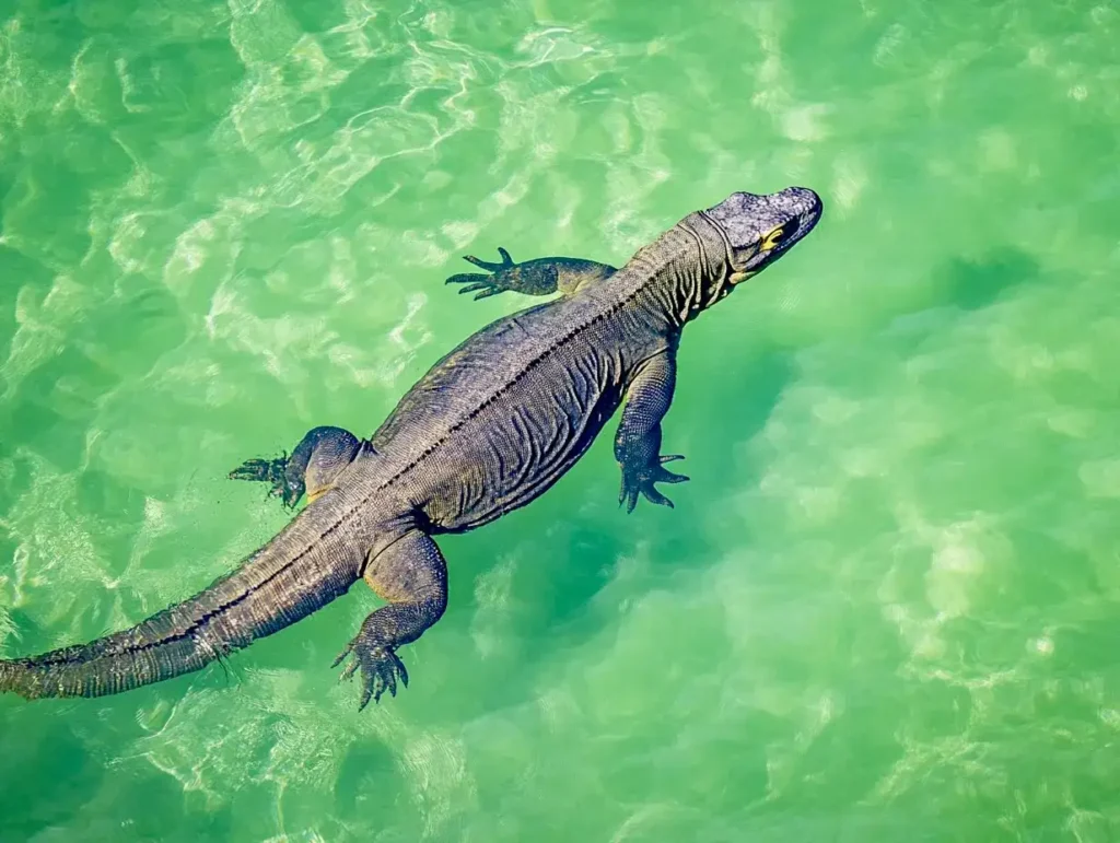 Komodo dragon swimming | Illustration | Komodo Luxury