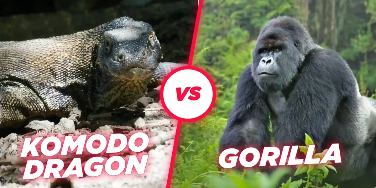 Komodo Dragons vs Gorilla: Who’s the King of the Wild?