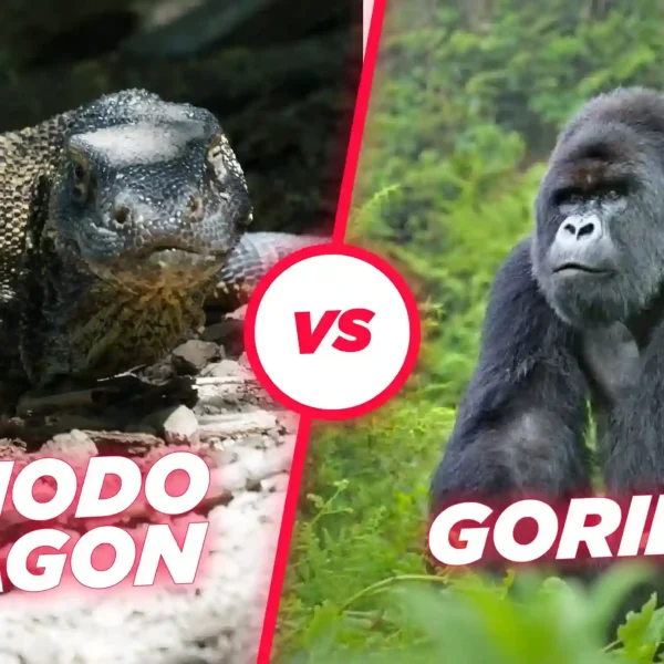 Komodo Dragons vs Gorilla: Who’s the King of the Wild?