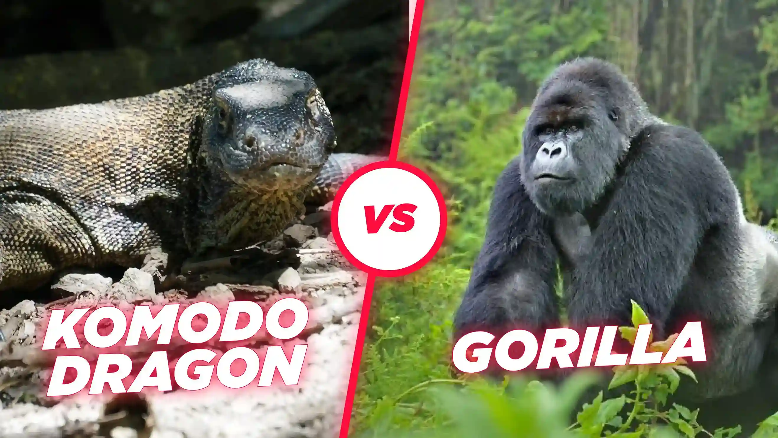 Komodo dragon vs Gorilla | Illustration | KomodoLuxury