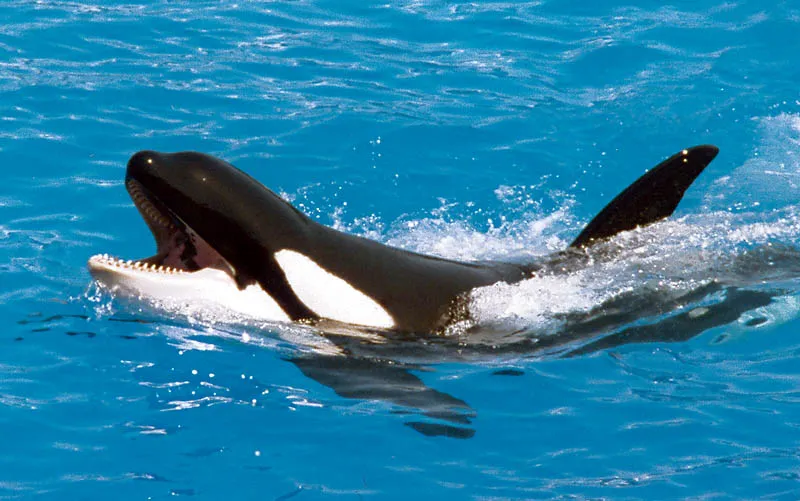 Orca (source: wikimedia-commons)