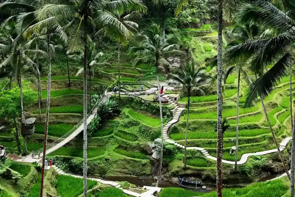 Tegalalang Rice Terrace | Bali Premium Trip | Komodo Luxury