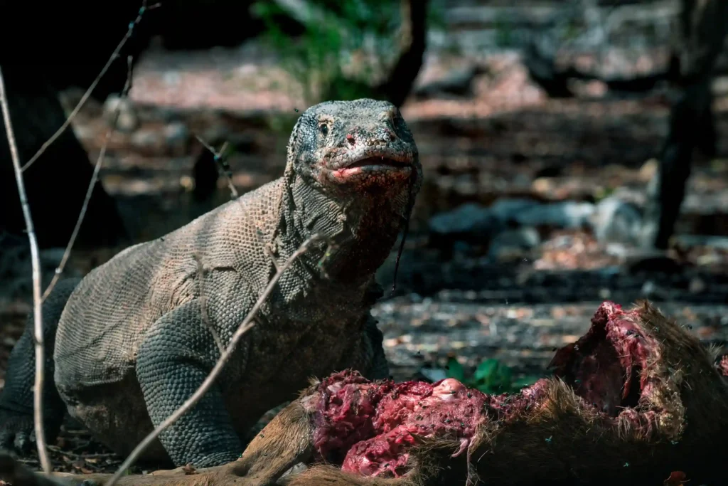 Komodo Dragon on Komodo National Park | Komodo Island Tour | Komodo Luxury