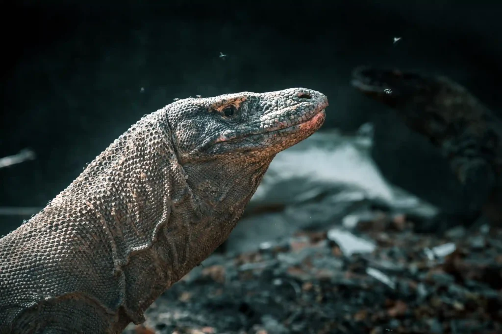 Komodo Dragon on Komodo National Park | Komodo Island Tour | Komodo Luxury