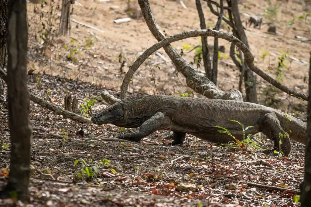 Komodo Dragon on Komodo National Park | Komodo Island Tour | Komodo Luxury