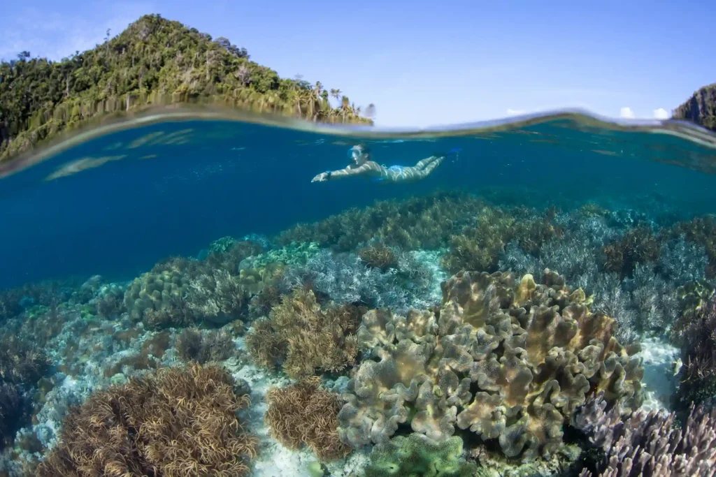 Snorkeling on Sebayur Island | Komodo Island Tour | Komodo Luxury Guest