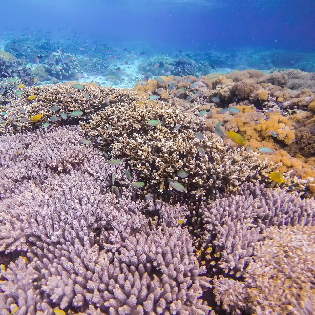 Sebayur Island on Komodo National Park | Komodo Island | Labuan Bajo | Komodo Luxury