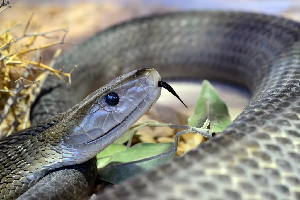 Black mamba (source: flickr)