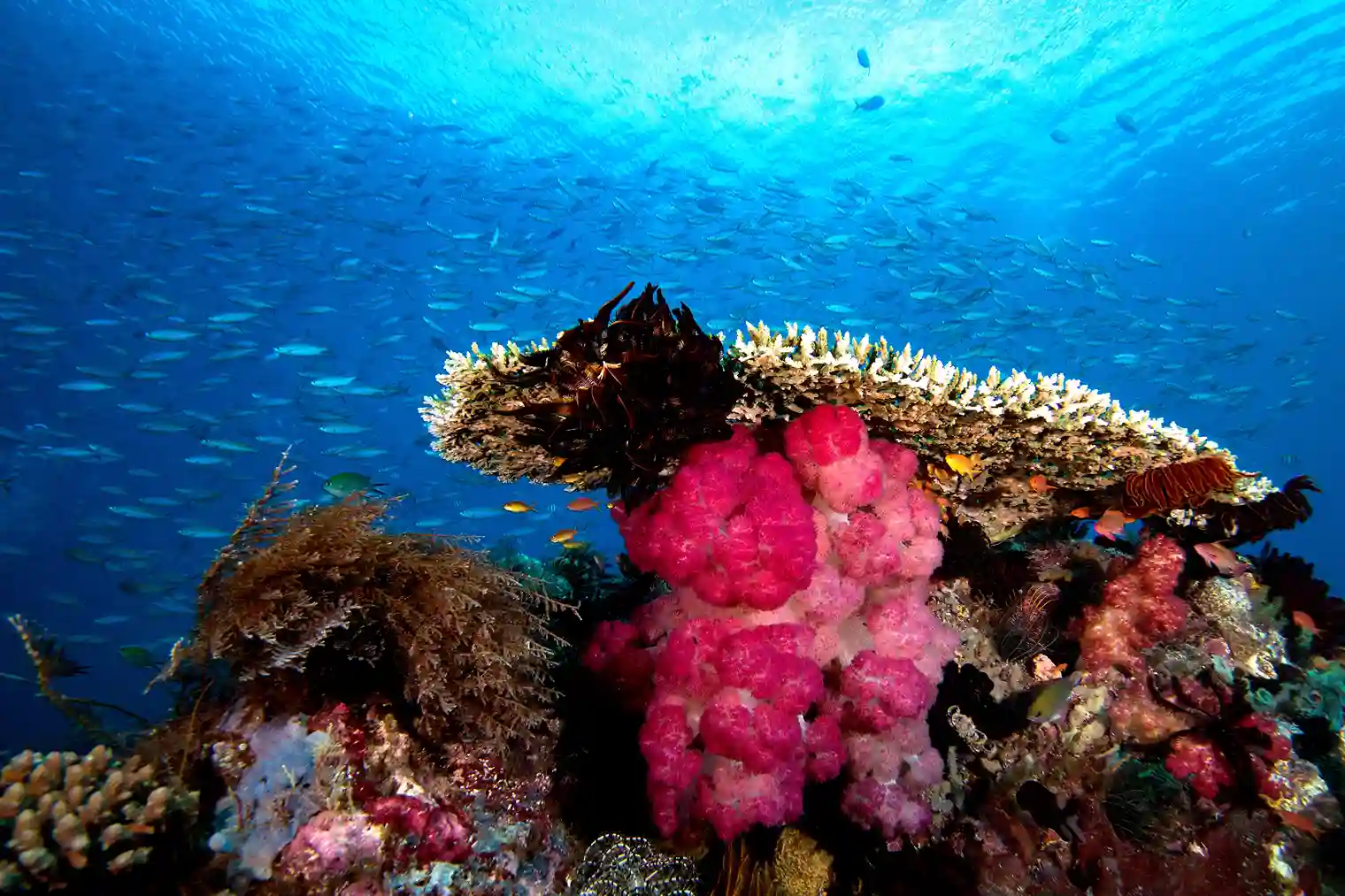 Underwater - Komodo Luxury