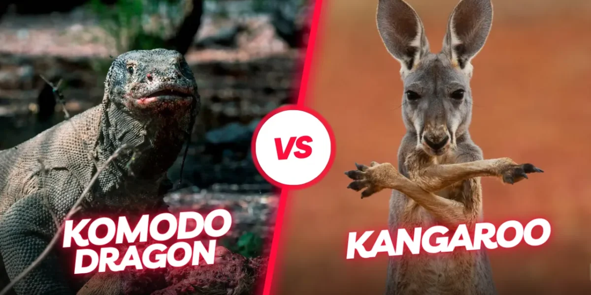 Komodo Dragon vs. Kangaroo: Who wins?