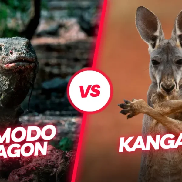 Komodo Dragon vs. Kangaroo: Who wins?