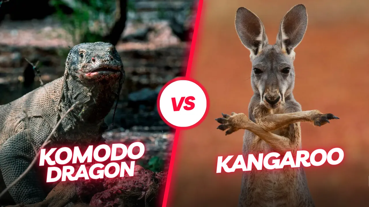 Komodo dragon vs Kangaroo | Komodo Luxury