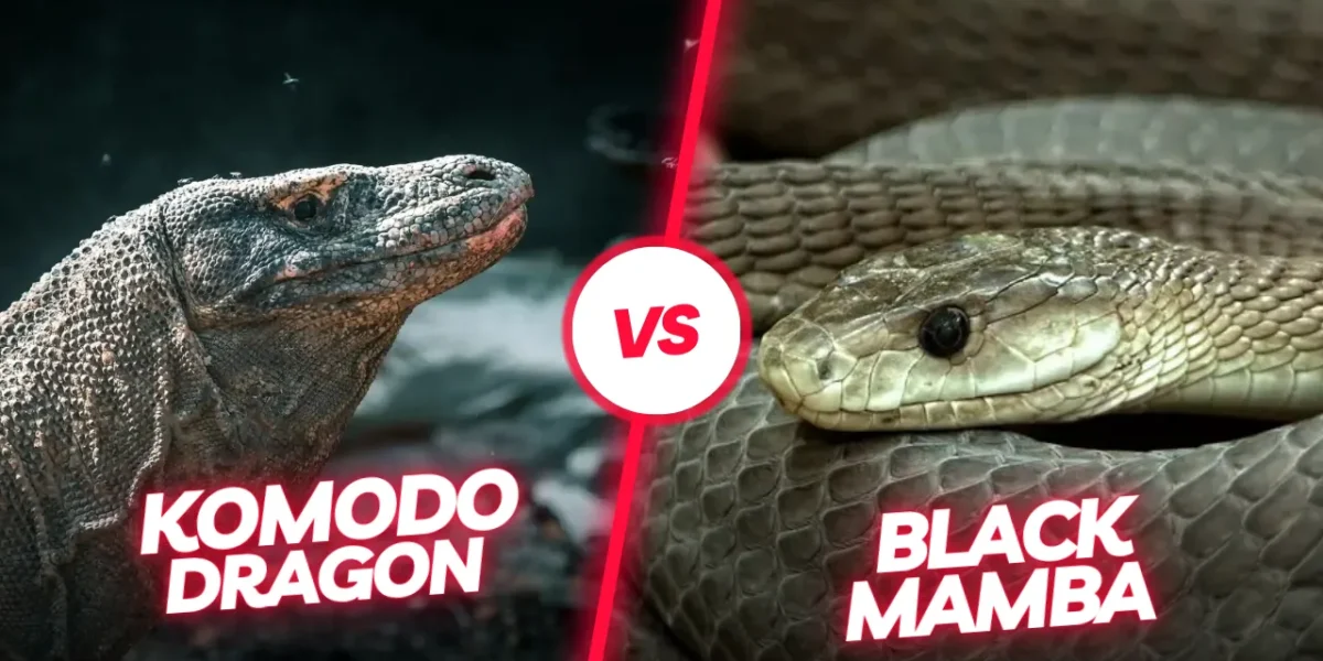 Komodo dragon vs Black Mamba | Komodo Luxury