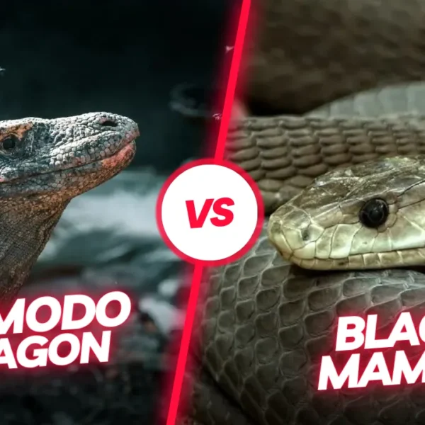 Komodo Dragon vs. Black Mamba: A Clash of Two Deadly Predators