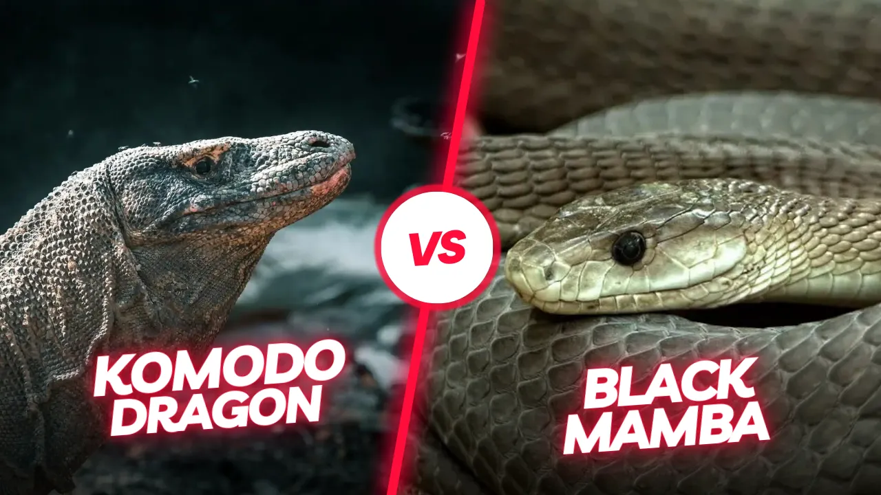 Komodo dragon vs Black Mamba | Komodo Luxury