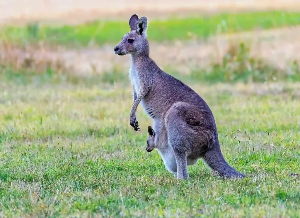 Kangaroo (source: animalia.bio)