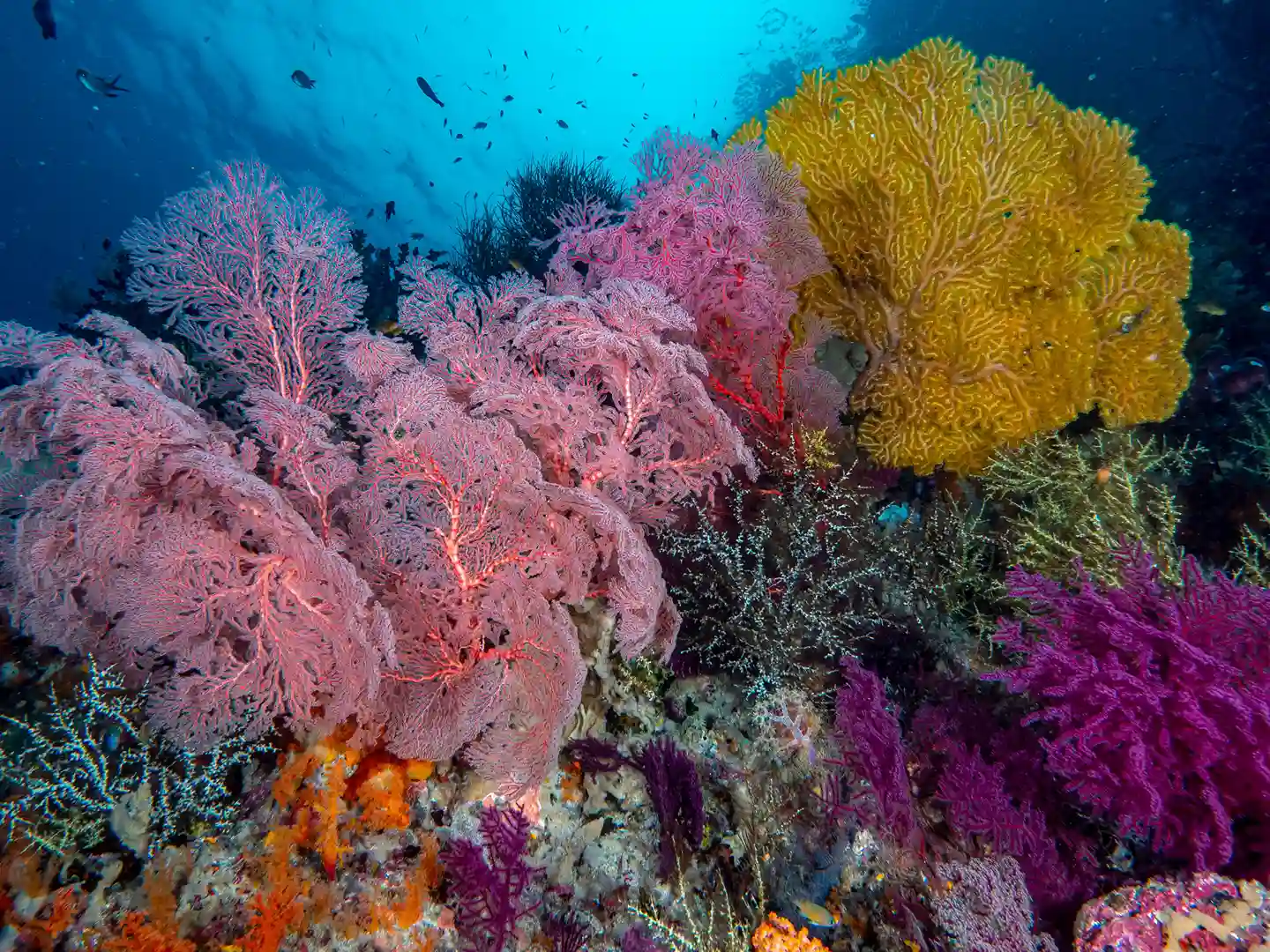 Snorkeling Activity | Raja Ampat Tour | Komodo Island Tour | Komodo Luxury