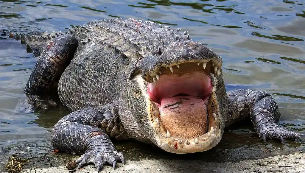 American Alligator (source: nara.getarchieve)