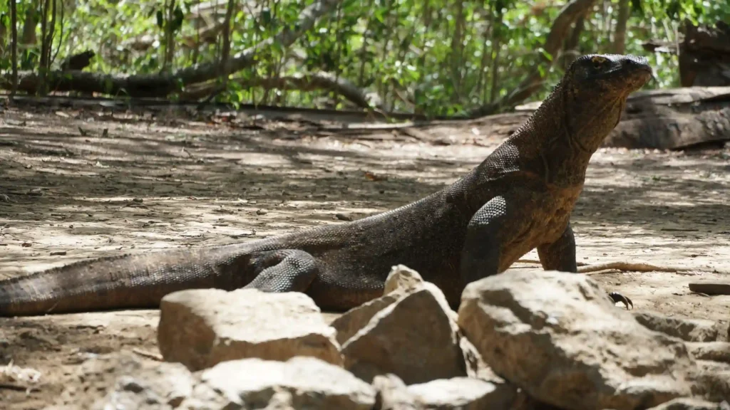 Komodo Dragon on Komodo National Park | Komodo Tour Packages | Komodo Luxury