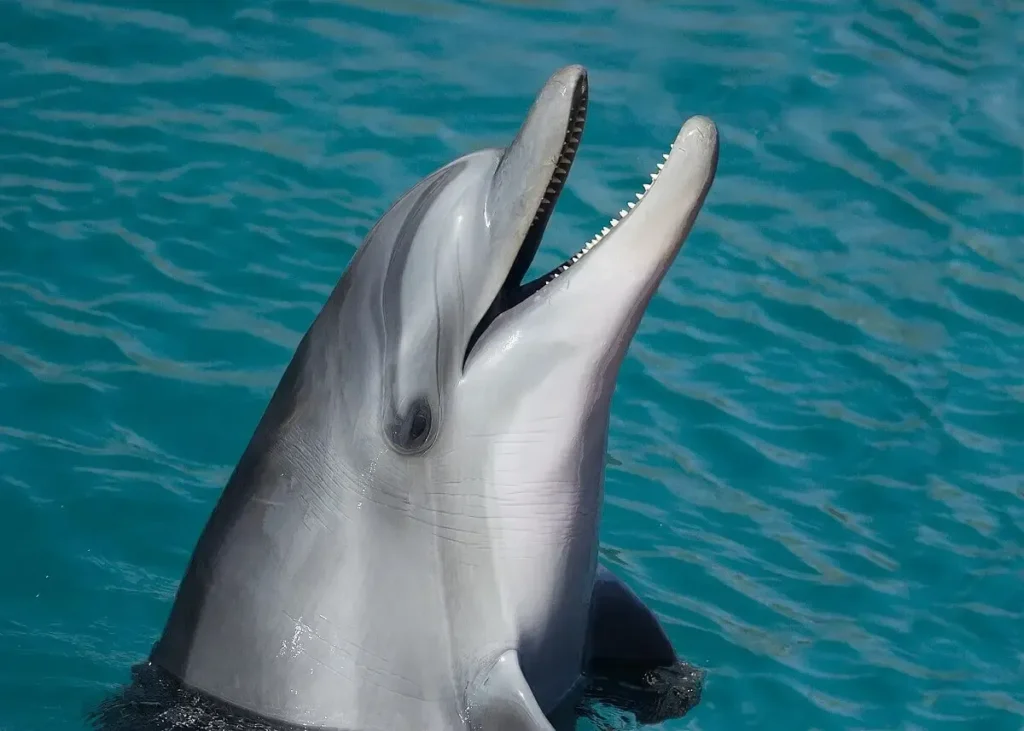 Dolphin (source: flickr)