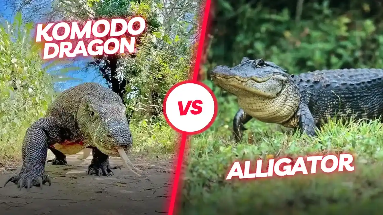 Komodo dragon vs Alligator | Komodo Luxury