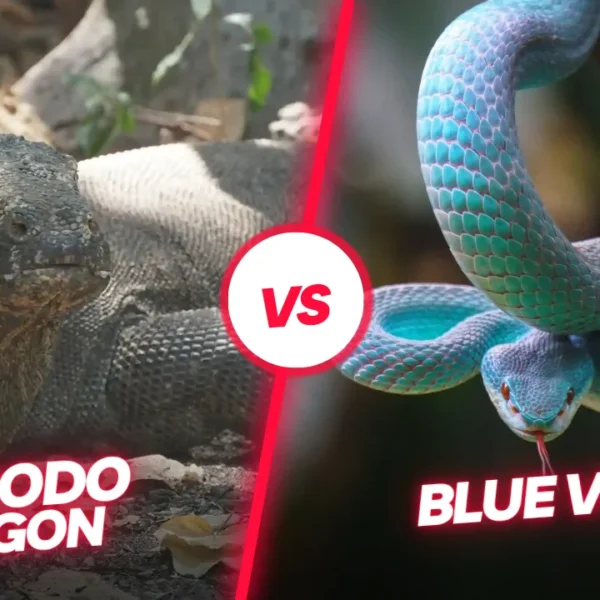 Komodo Dragon vs Blue Viper: The Battle of Two Venomous Reptiles