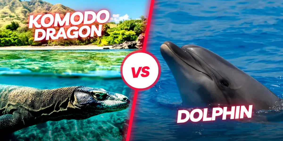 Komodo Dragon vs Dolphin: Who Comes Out on Top?