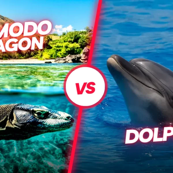 Komodo Dragon vs Dolphin: Who Comes Out on Top?