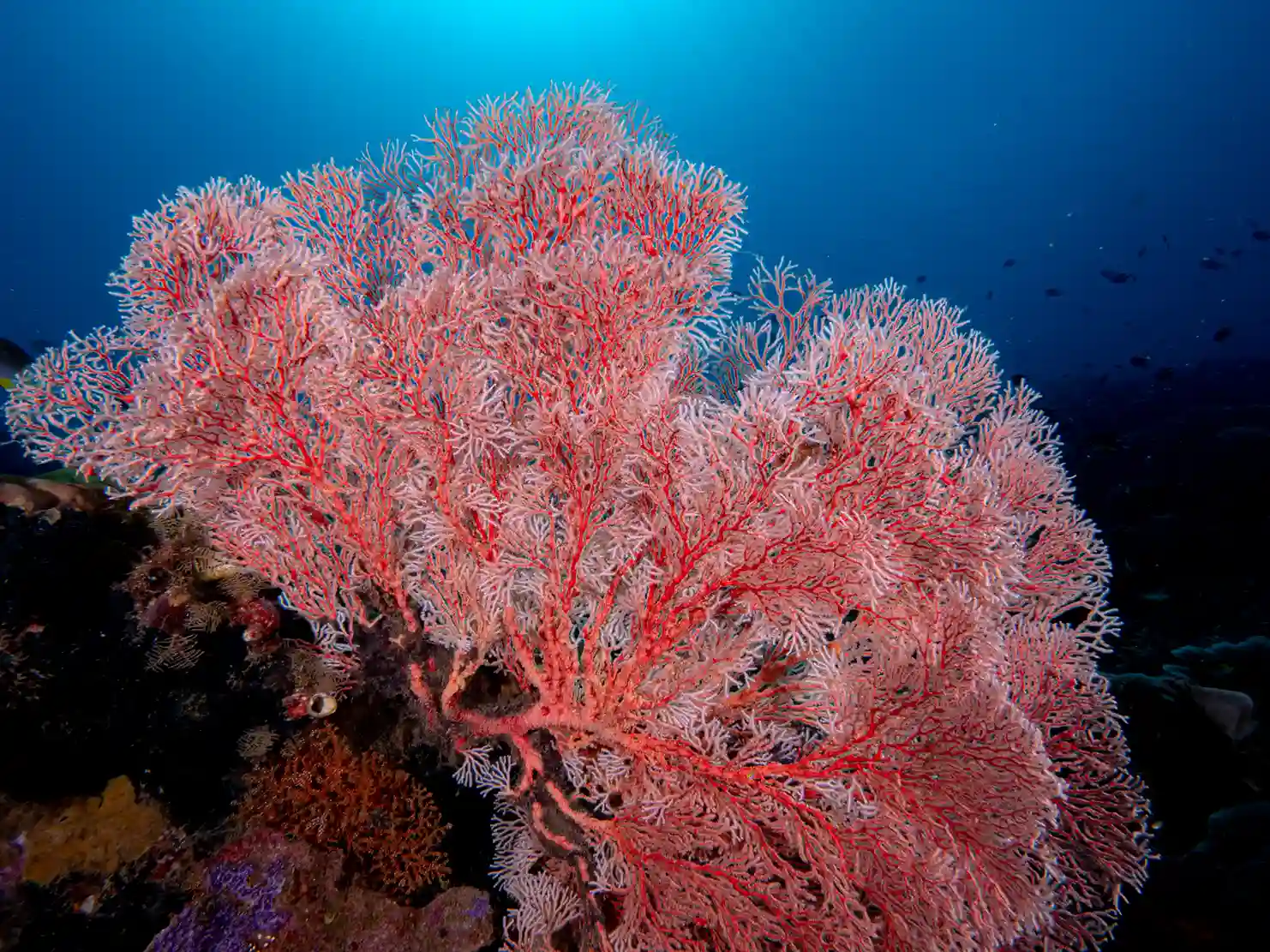 Triton Bay on Raja Ampat | Komodo Luxury