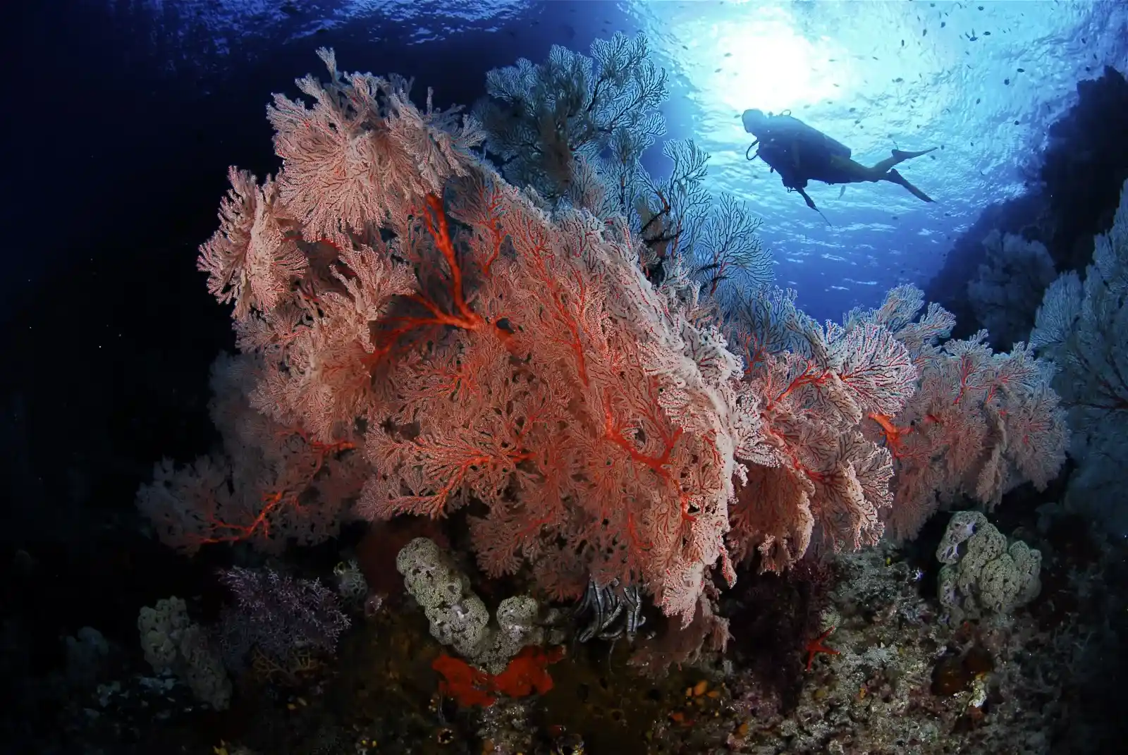 Pisang Island on Raja Ampat | Komodo Luxury